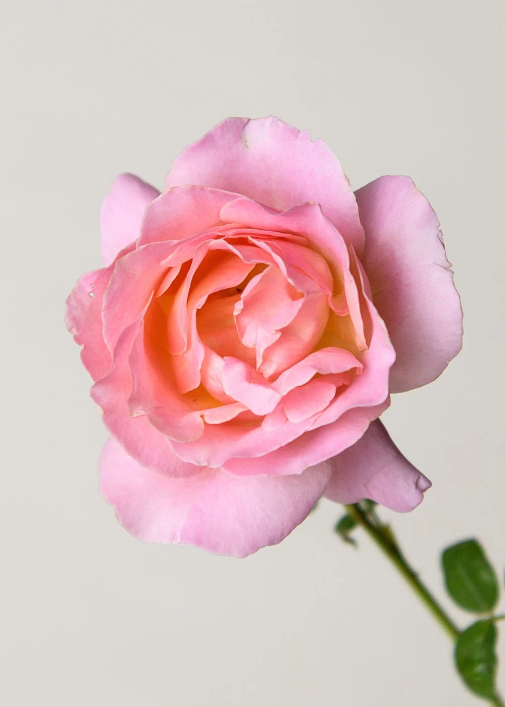 Elle® Potted Tree Rose - Menagerie Farm & Flower