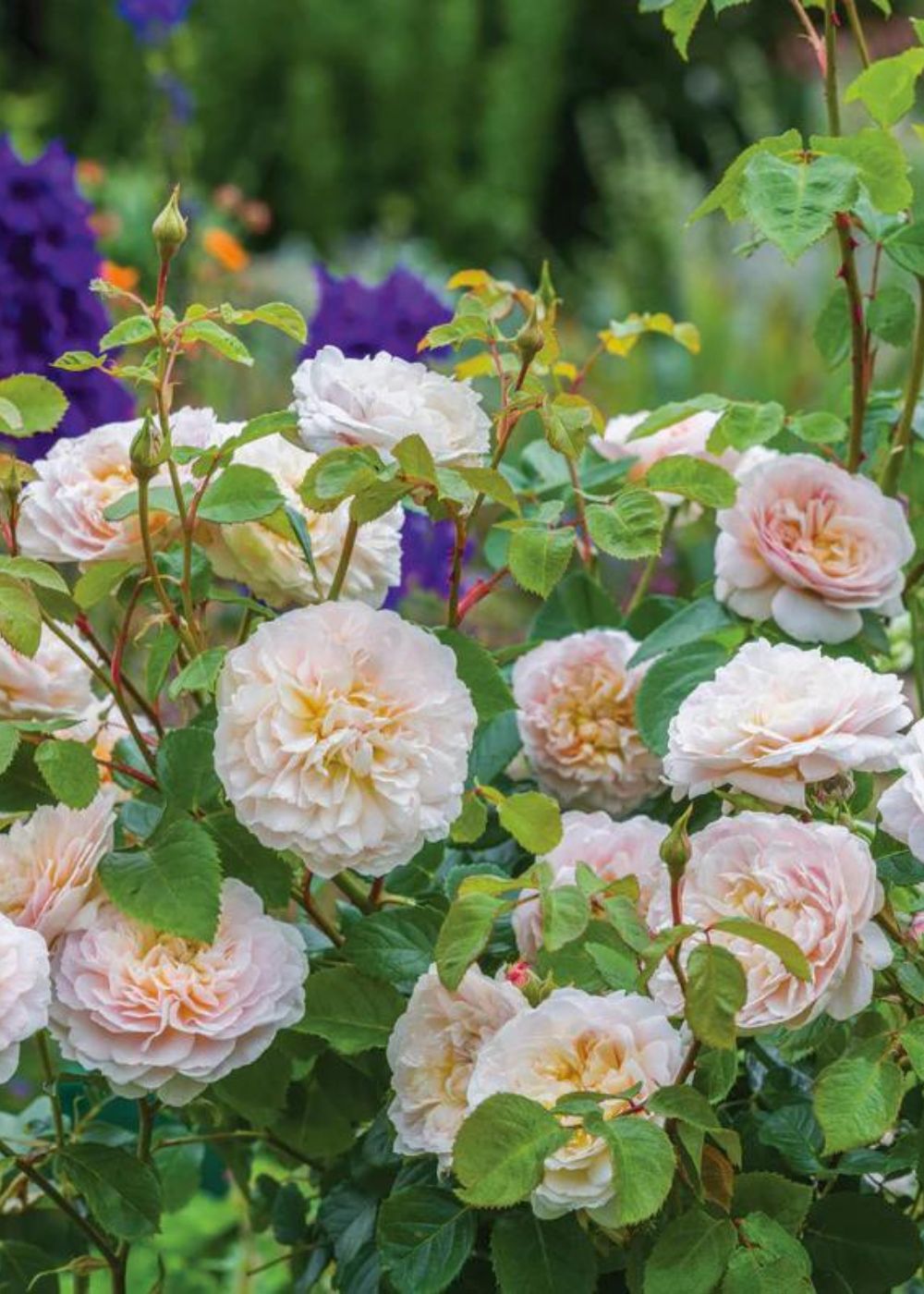 Emily Bronte Rose Potted - Menagerie Farm &amp; Flower