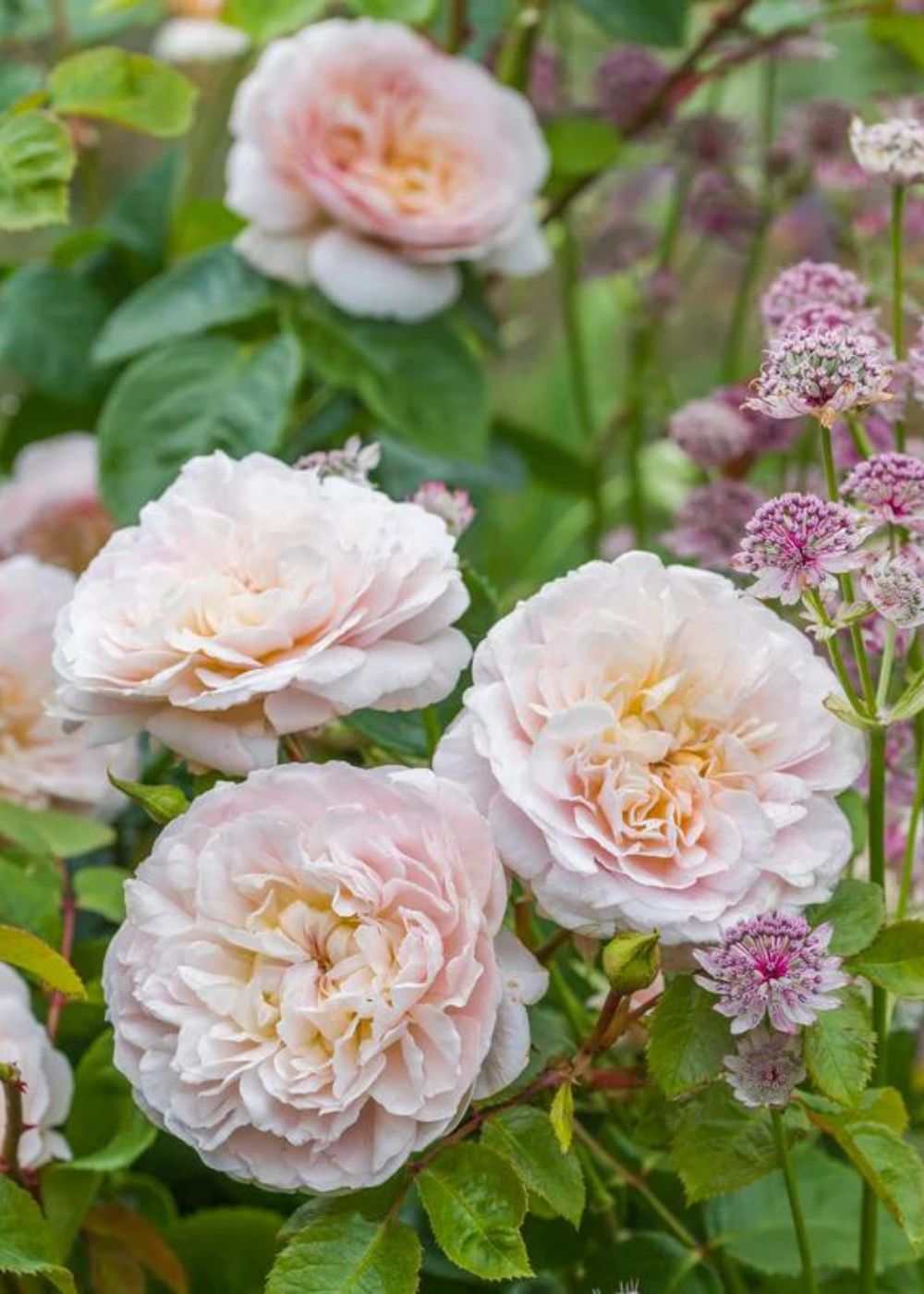 Emily Bronte Rose Potted - Menagerie Farm &amp; Flower