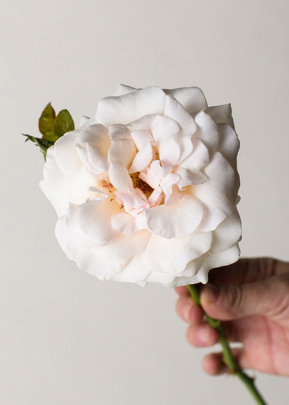 Francis Meilland® Rose Bare Root - Menagerie Farm &amp; Flower