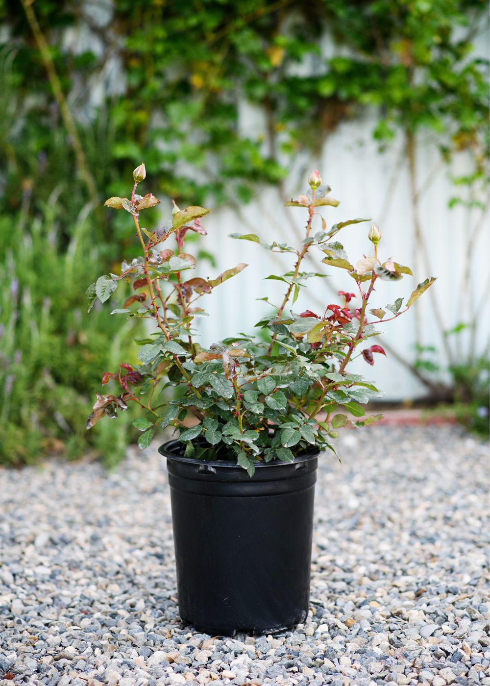 French Lace Rose Potted (Archived) - Menagerie Farm &amp; Flower