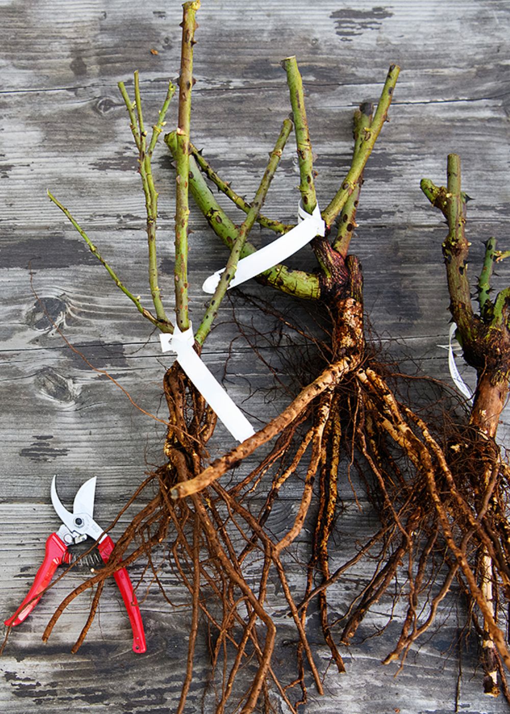 Gold and Great Rose Bare Root - Menagerie Farm &amp; Flower