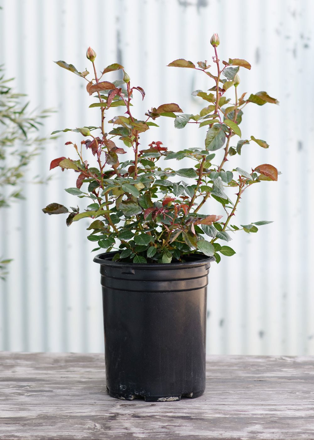 Iceberg Rose Potted - Menagerie Farm &amp; Flower