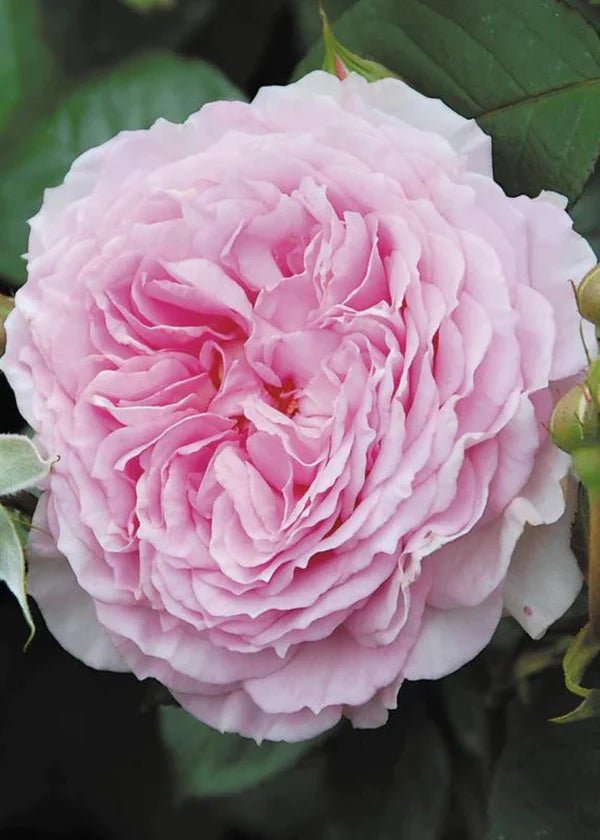 James Galway® Climbing Rose Potted - Menagerie Farm &amp; Flower