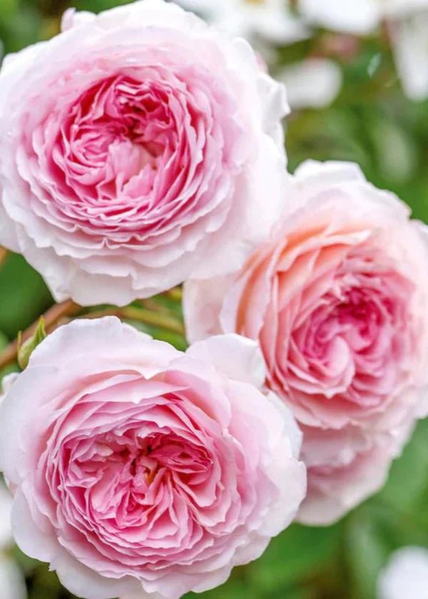 James Galway® Climbing Rose Potted - Menagerie Farm &amp; Flower