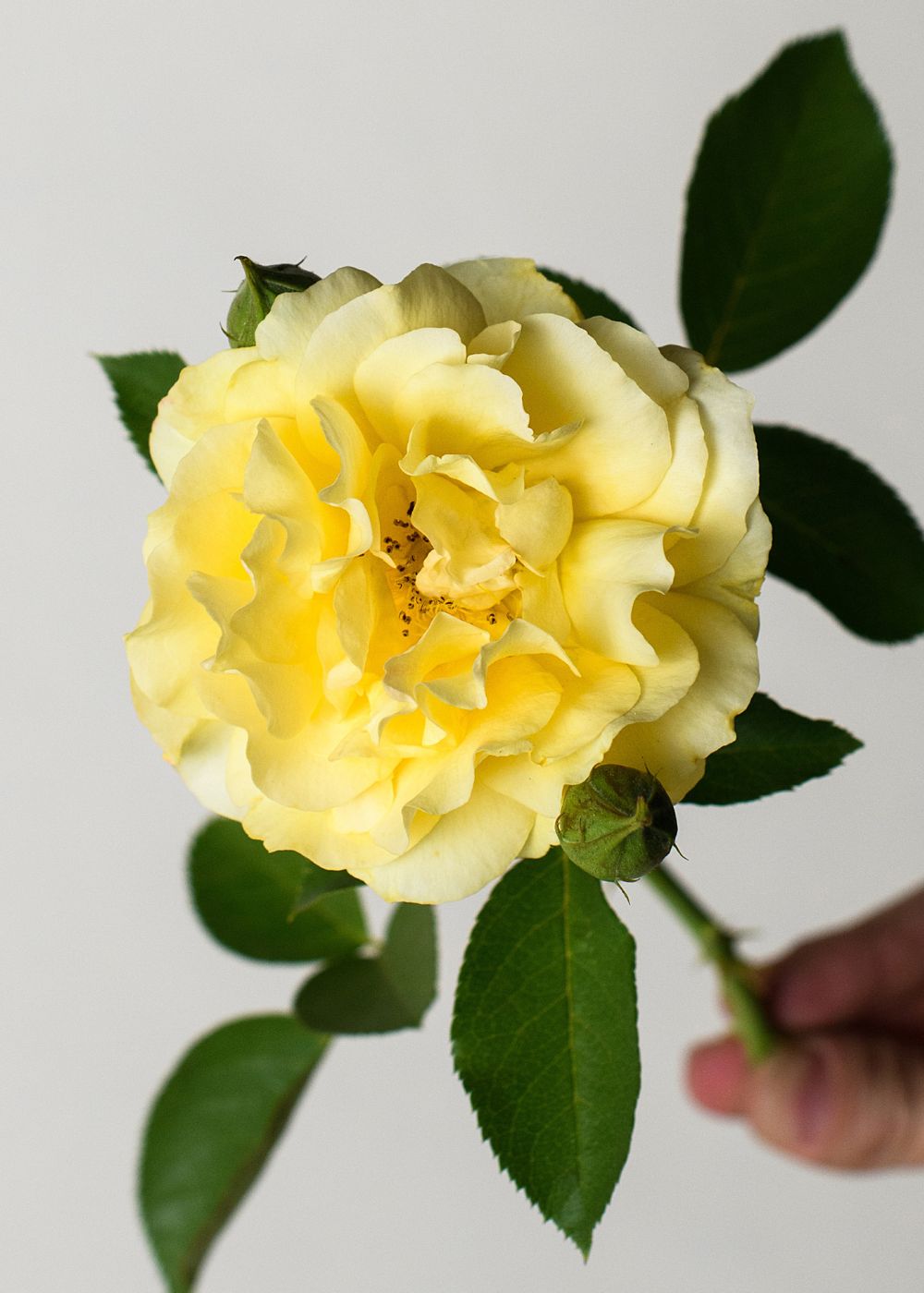 Julia Child™ Rose Bare Root - Menagerie Farm &amp; Flower