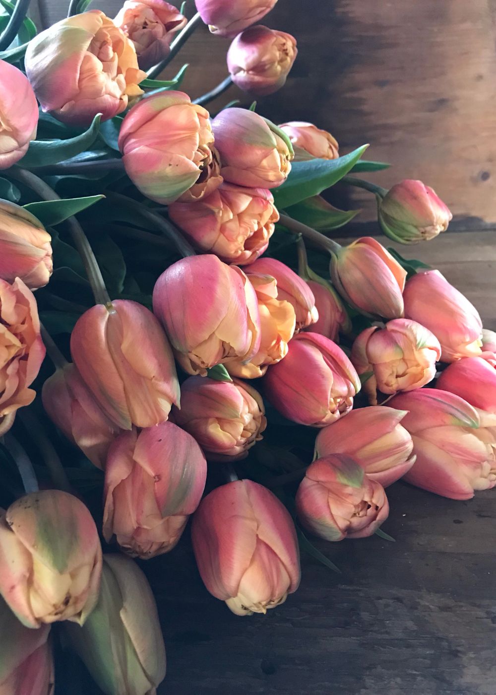 La Belle Epoque Tulip Bulbs - Menagerie Farm &amp; Flower