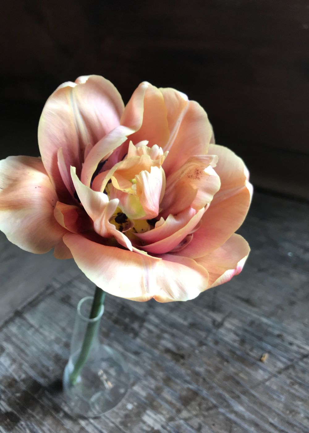 La Belle Epoque Tulip Bulbs - Menagerie Farm &amp; Flower