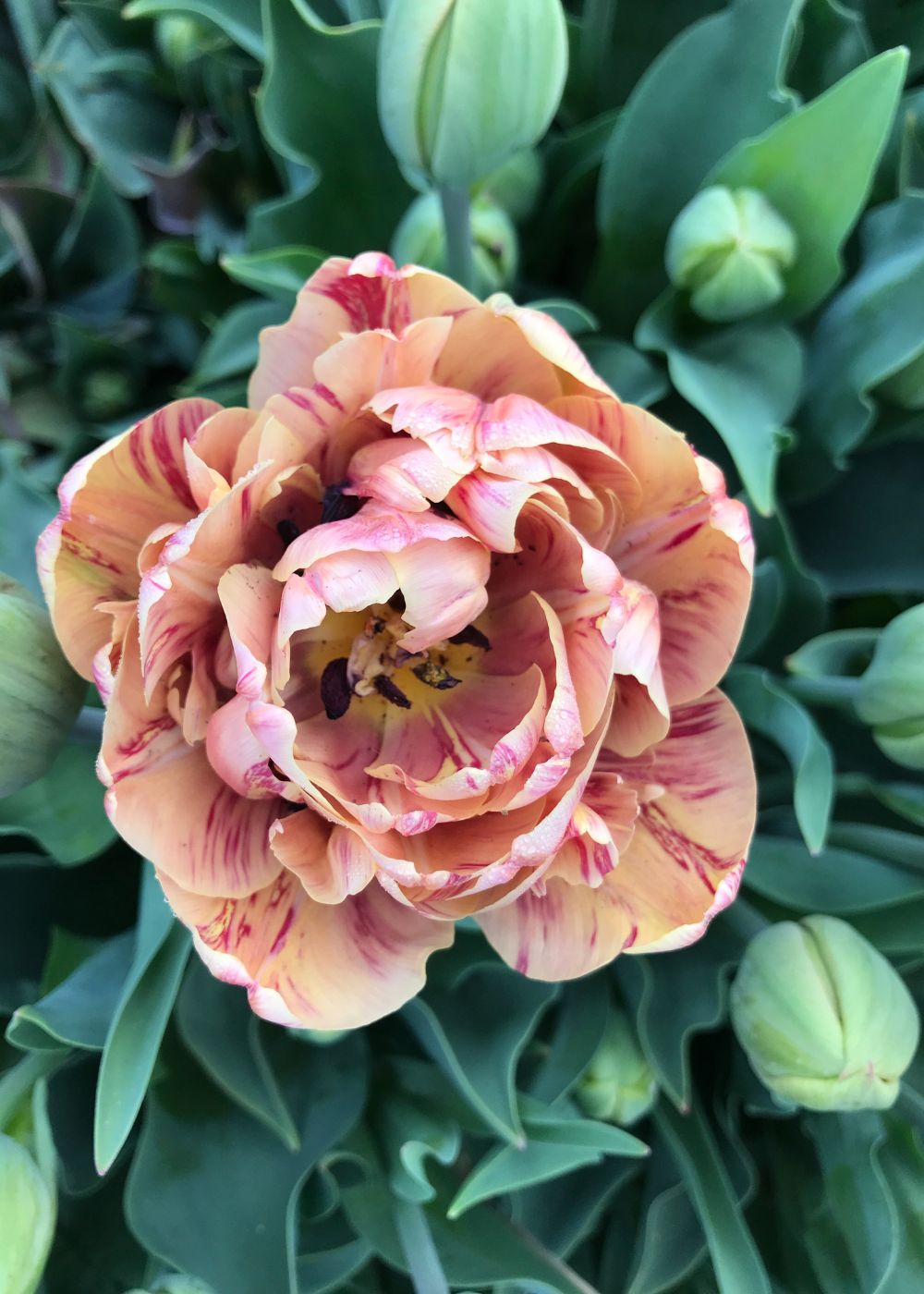 La Belle Epoque Tulip Bulbs - Menagerie Farm &amp; Flower