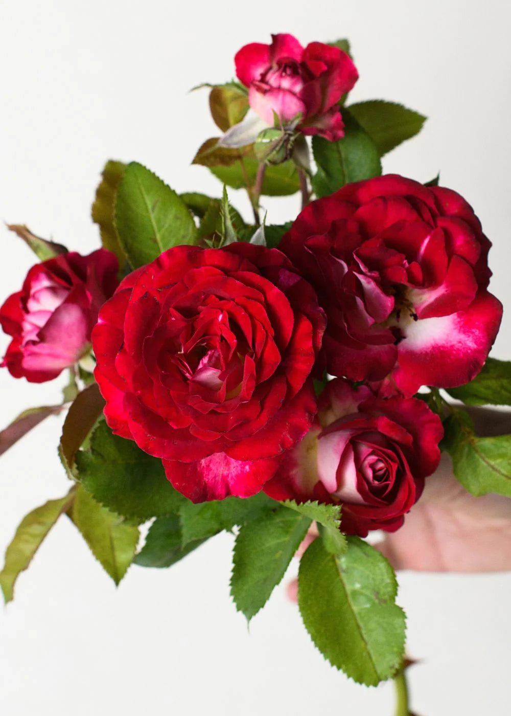 Love At First Sight™ Rose Potted - Menagerie Farm & Flower