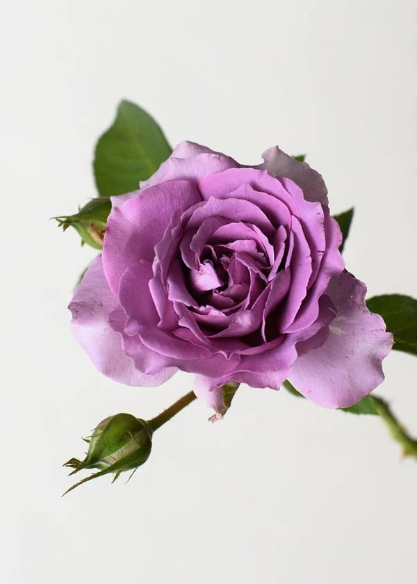 Love Song™ Rose Potted - Menagerie Farm & Flower