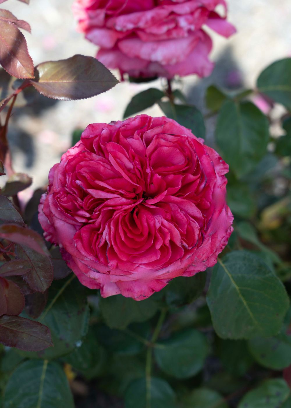 Loves Me, Loves Me Not™ Rose Bare Root - Menagerie Farm &amp; Flower