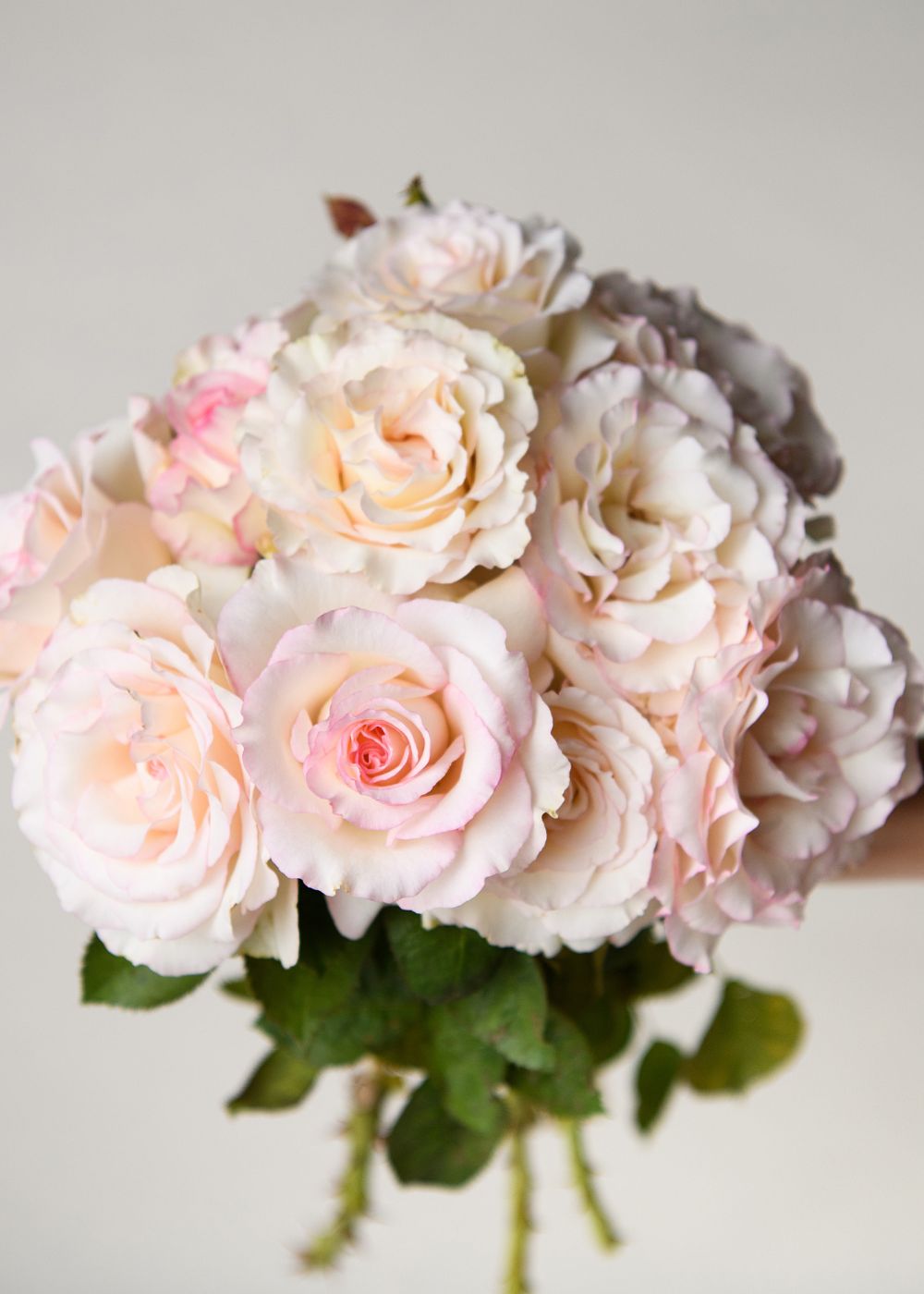 Moonstone™ Rose Bare Root - Menagerie Farm & Flower