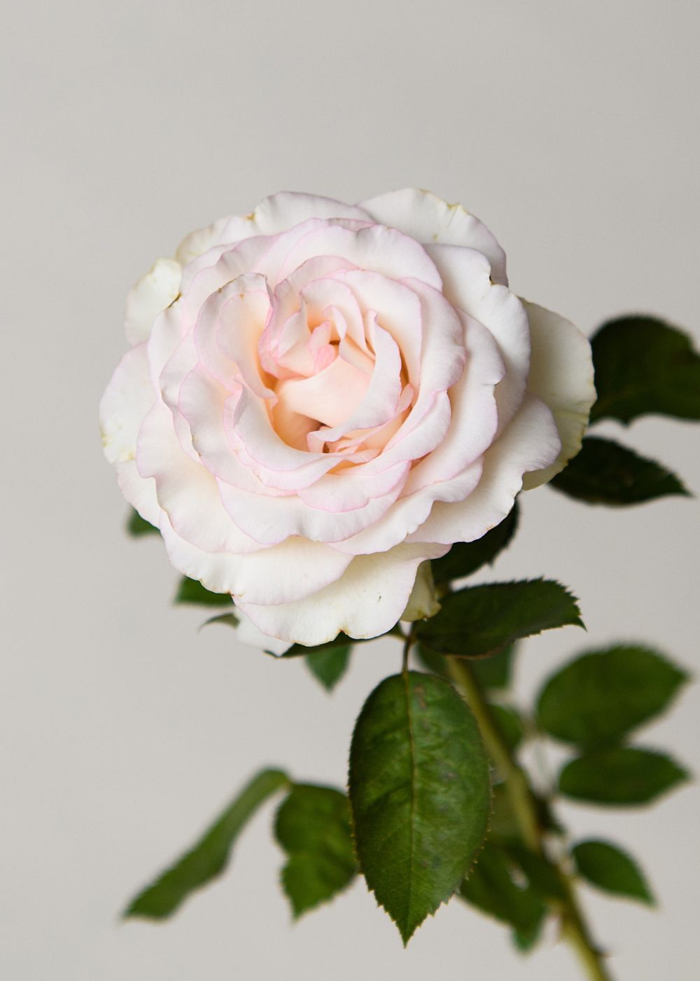 Moonstone™ Rose Potted - Menagerie Farm & Flower