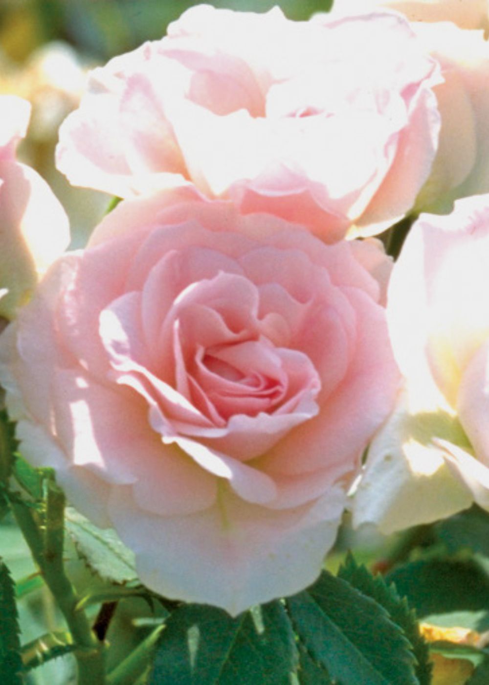 Morden Blush Rose Bare Root - Menagerie Farm & Flower