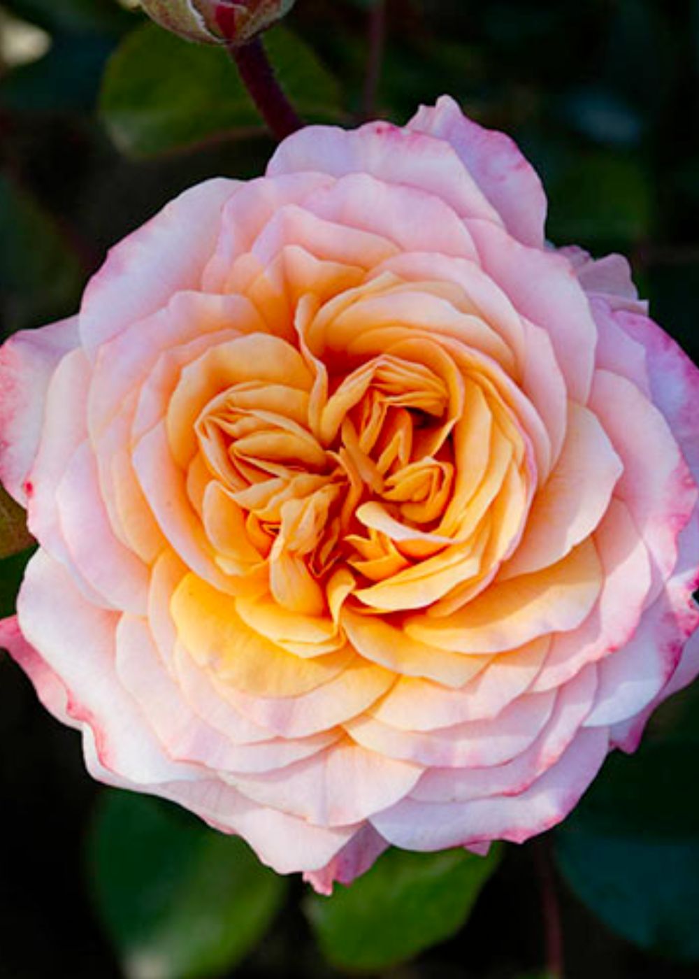 Morning Glow™ Rose Bare Root ⭐️New For 2023⭐️ - Menagerie Farm & Flower