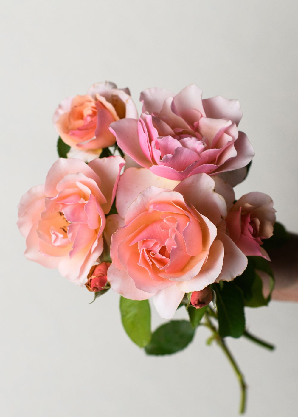 Mother of Pearl® Rose Bare Root - Menagerie Farm &amp; Flower