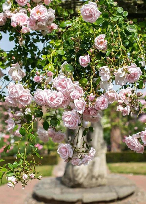 New Dawn Climbing Potted Rose - Menagerie Farm &amp; Flower