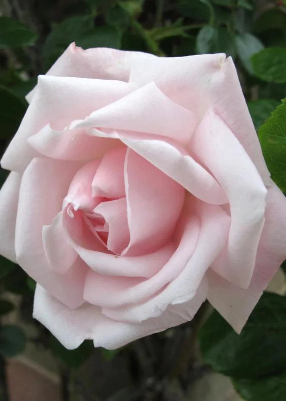 New Dawn Climbing Potted Rose - Menagerie Farm &amp; Flower