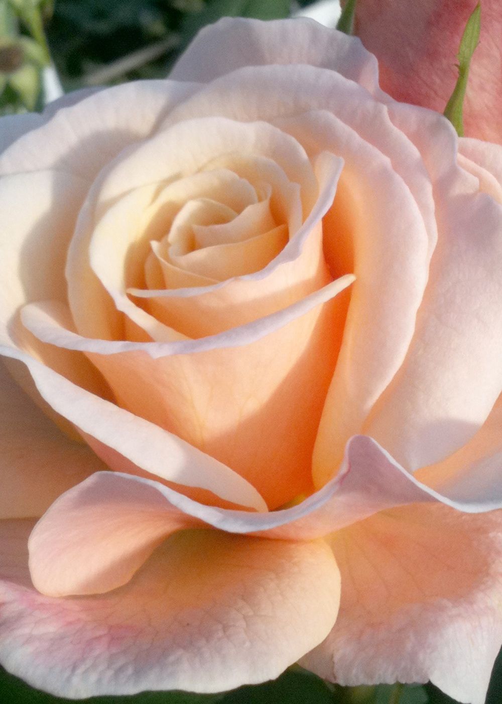 Oh Happy Day™ Eleganza® Rose Bare Root - Menagerie Farm & Flower