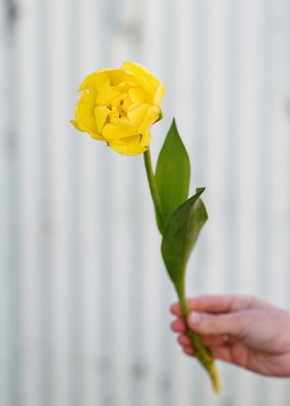 Pre-Cooled Akebono Tulip Bulbs - Menagerie Farm &amp; Flower