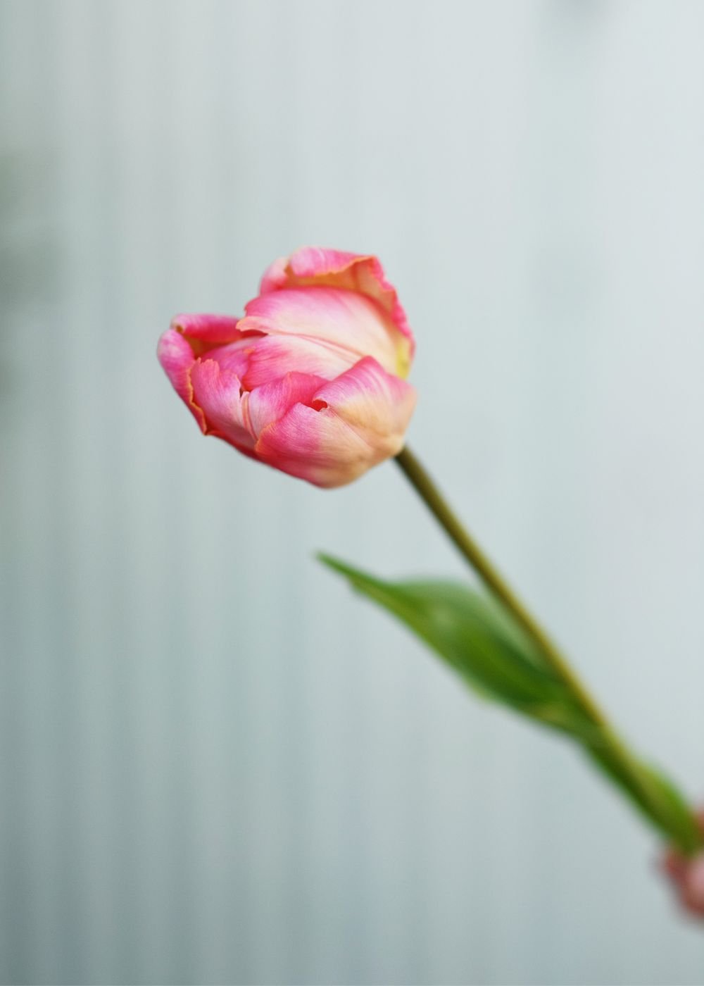 Pre-Cooled Apricot Parrot Tulip Bulbs - Menagerie Farm &amp; Flower