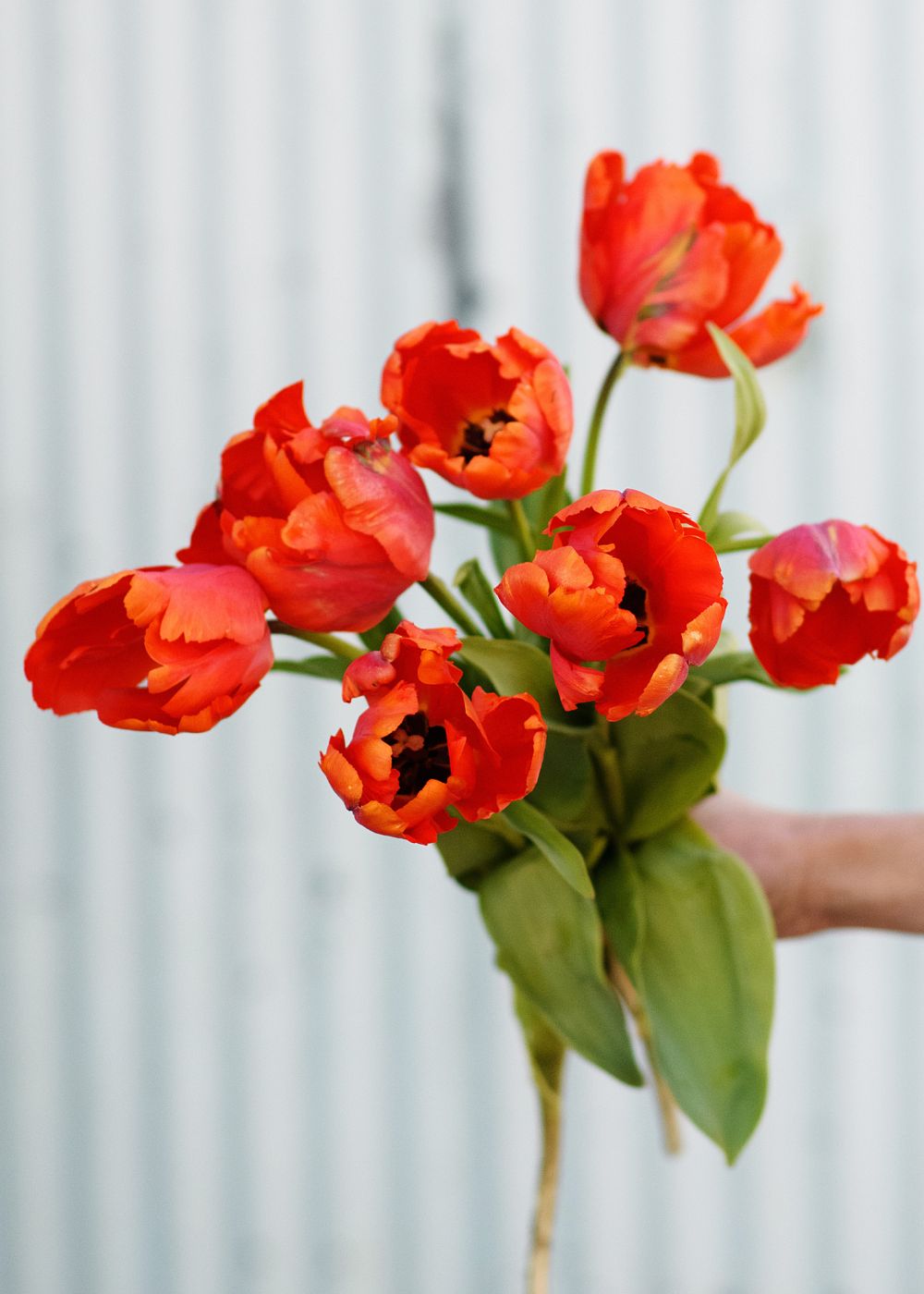 Pre-Cooled Bright Parrot Tulip Bulbs - Menagerie Farm & Flower