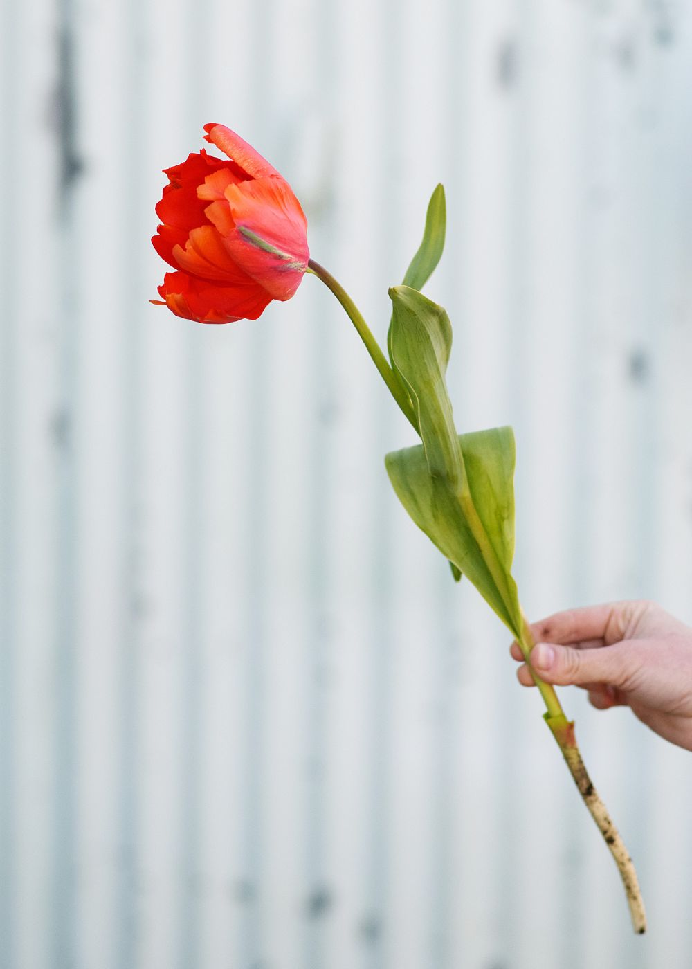 Pre-Cooled Bright Parrot Tulip Bulbs - Menagerie Farm & Flower