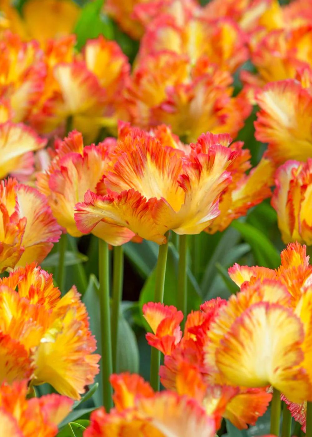 Pre-Cooled Caribbean Parrot Tulip Bulbs - Menagerie Farm & Flower