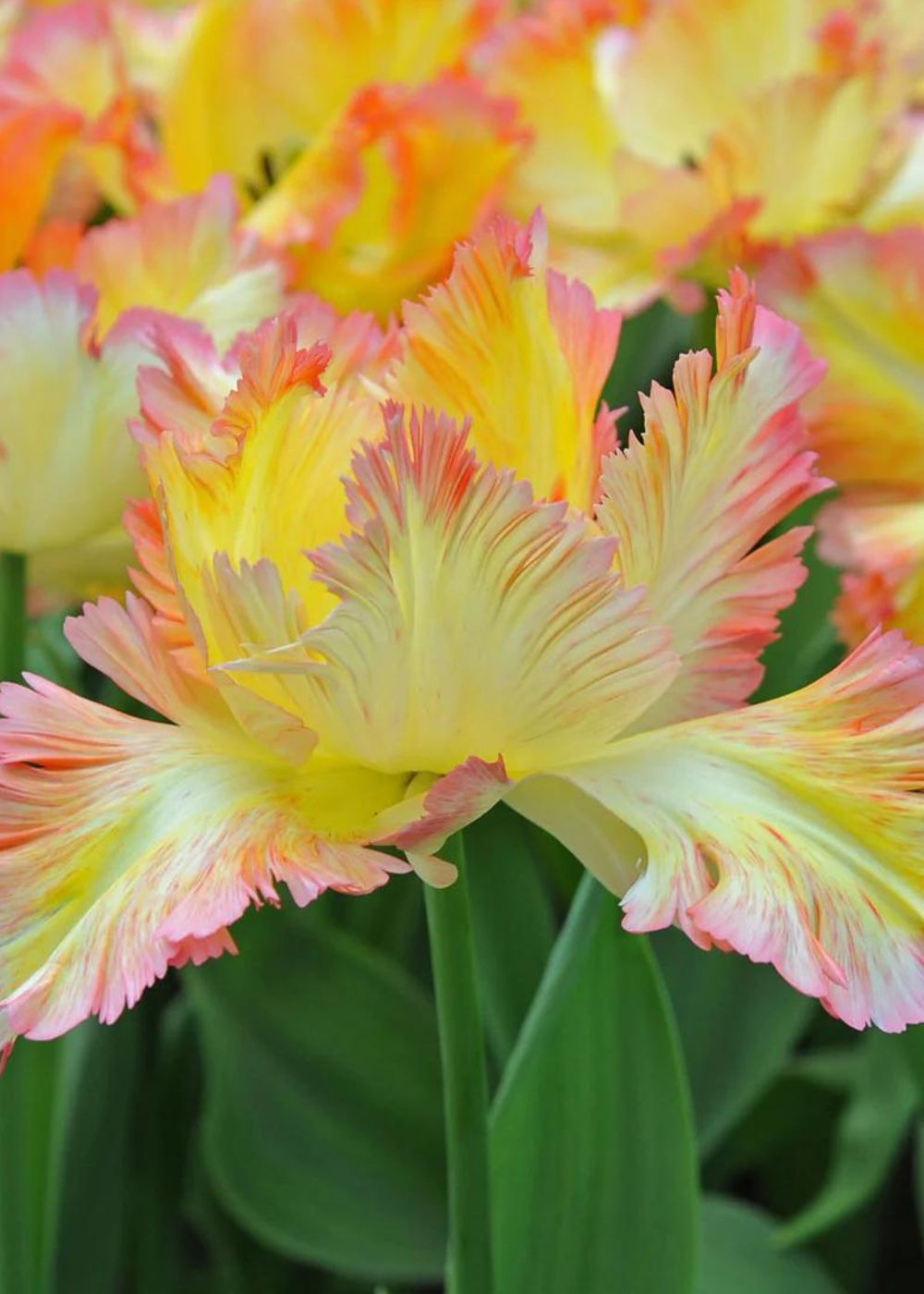 Pre-Cooled Caribbean Parrot Tulip Bulbs - Menagerie Farm & Flower