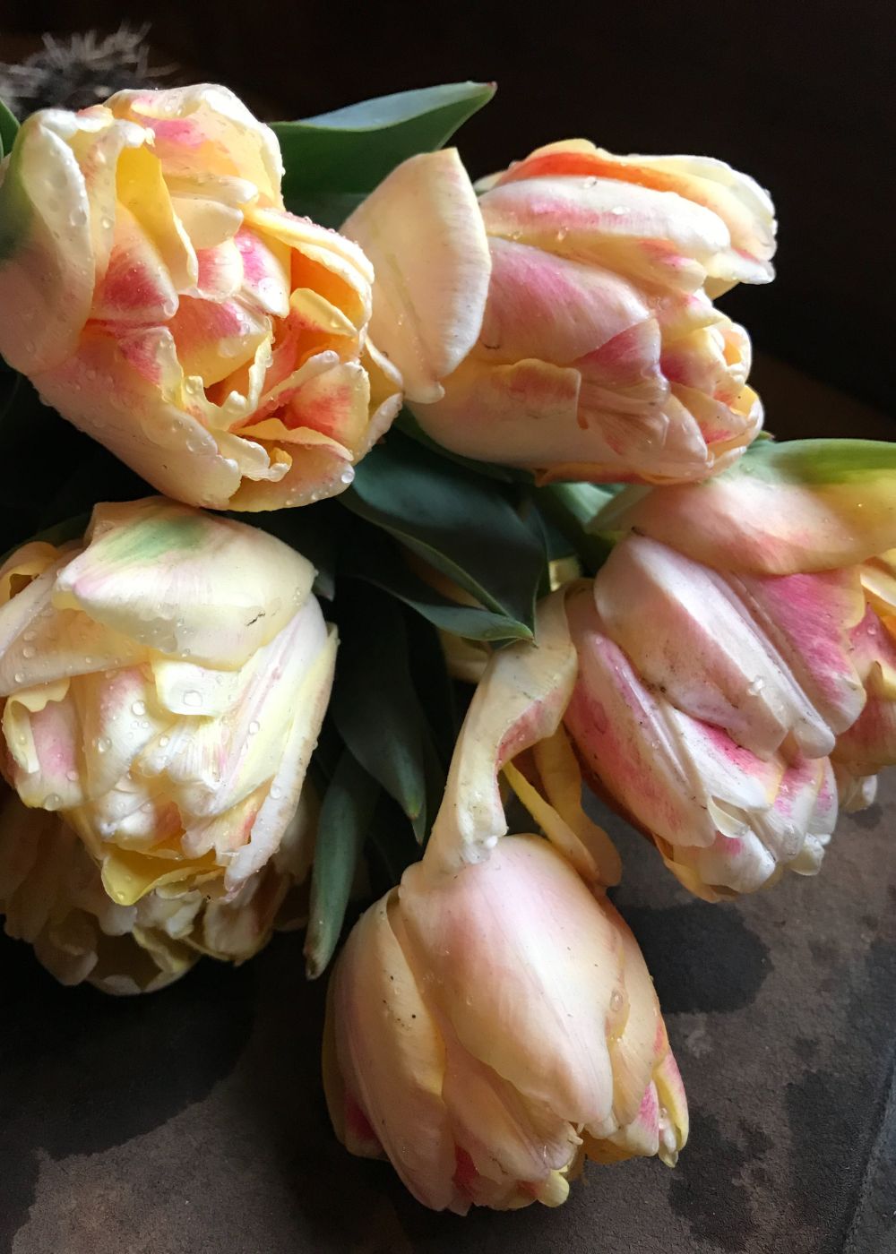 Pre-Cooled Charming Beauty Tulip Bulbs - Menagerie Farm &amp; Flower