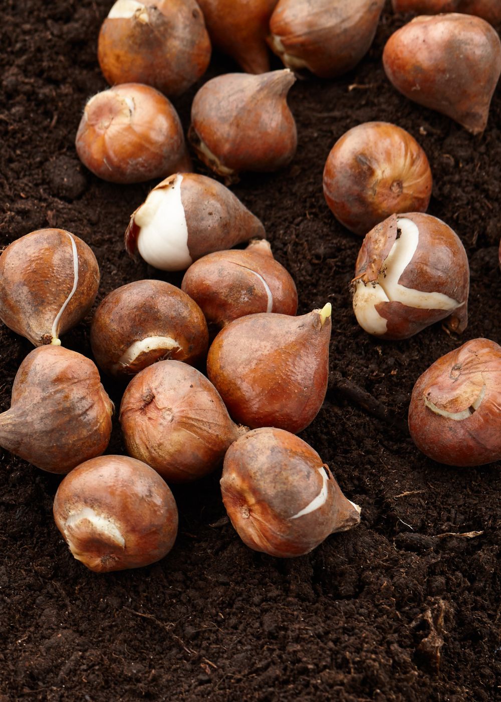 Pre-Cooled Columbus Tulip Bulbs - Menagerie Farm &amp; Flower