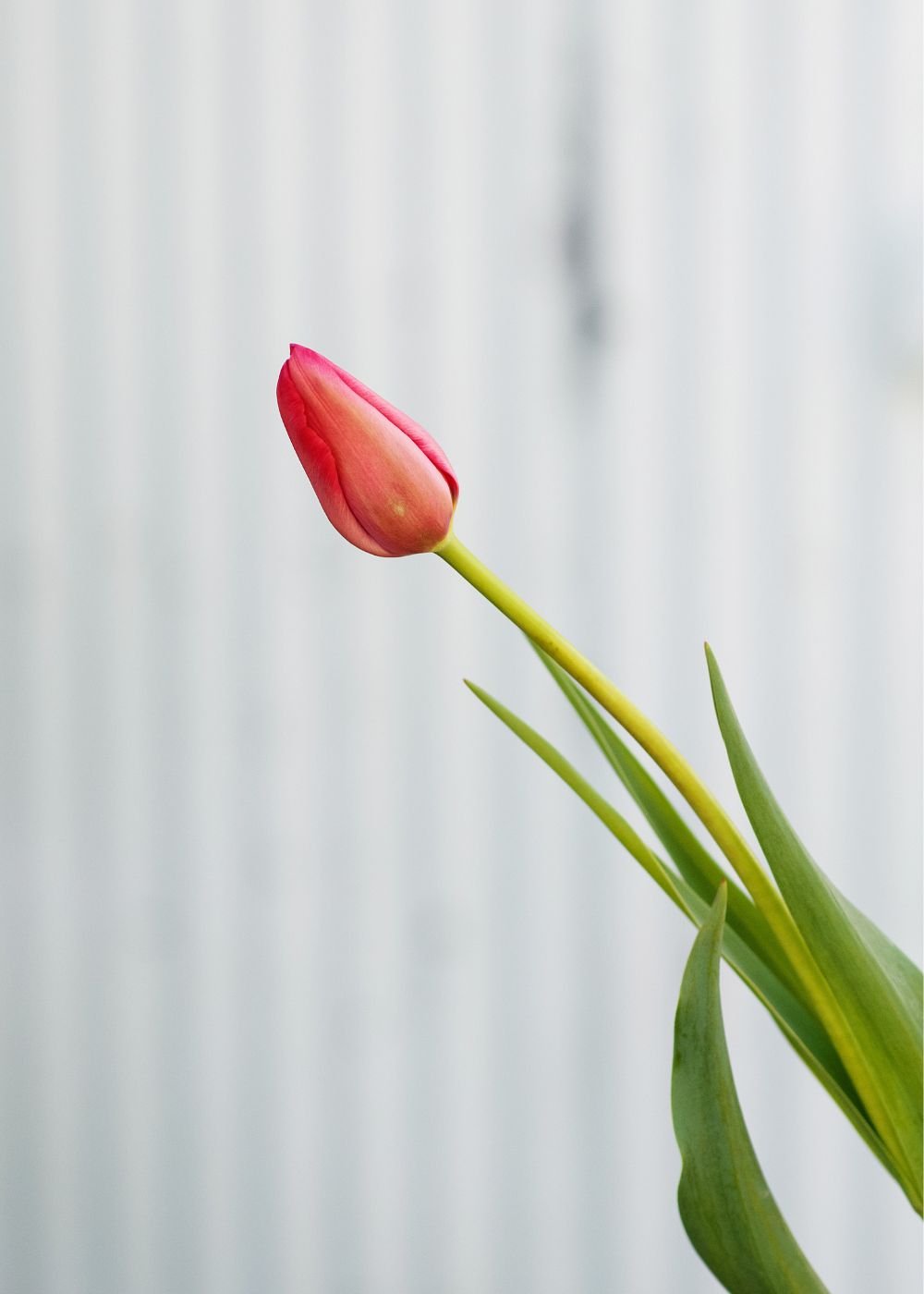 Pre-Cooled Menton Tulip Bulbs - Menagerie Farm &amp; Flower