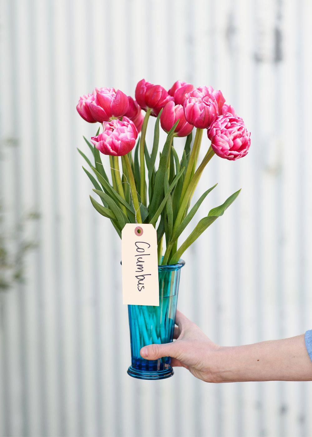 Pre-Cooled Tulip Bulbs Pretty In Pink Collection - Menagerie Farm &amp; Flower