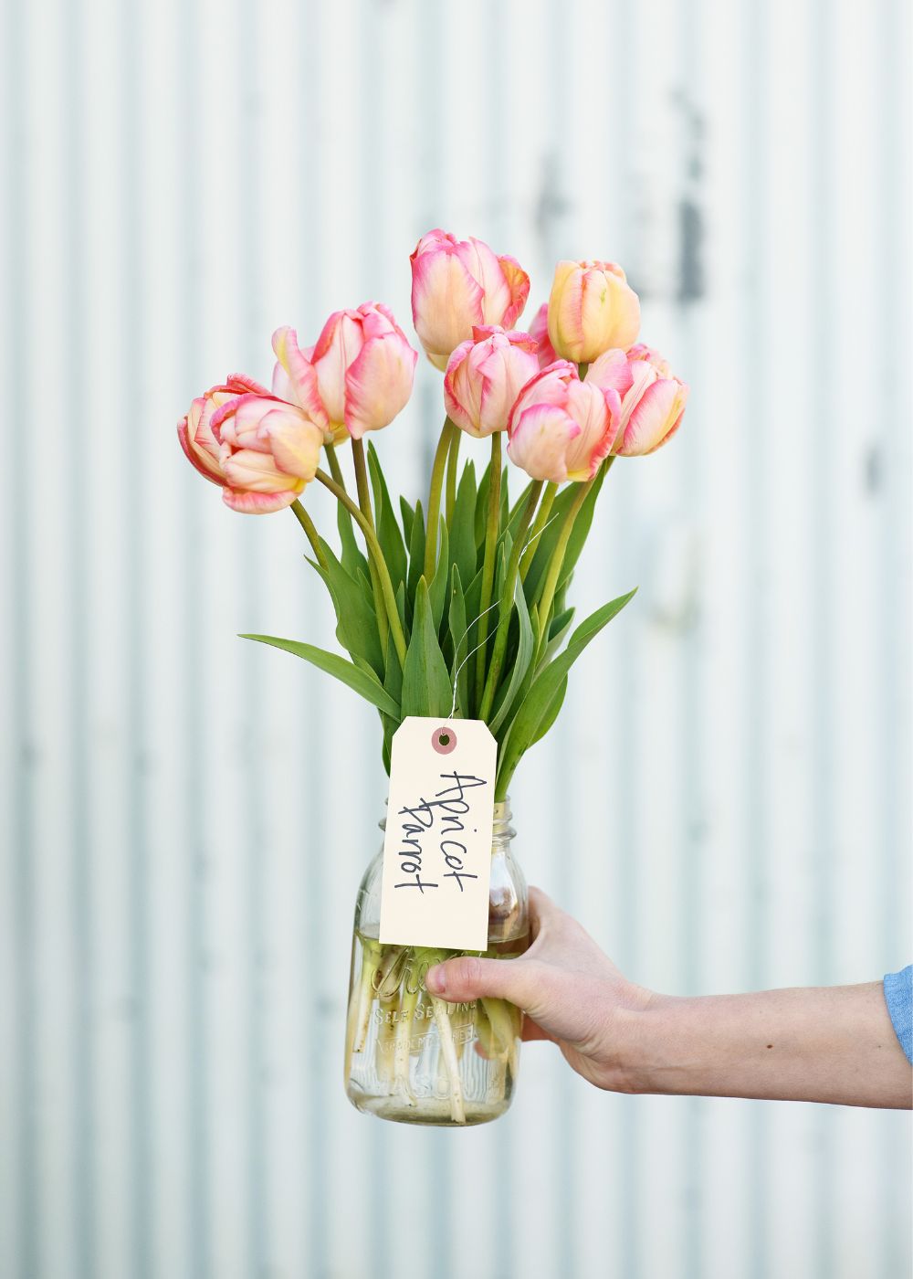 Pre-Cooled Tulip Bulbs Pretty In Pink Collection - Menagerie Farm &amp; Flower