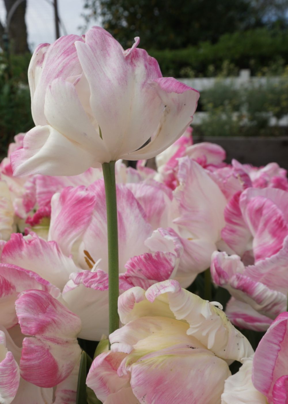 Pre-Cooled Webers Parrot Tulip Bulbs - Menagerie Farm &amp; Flower