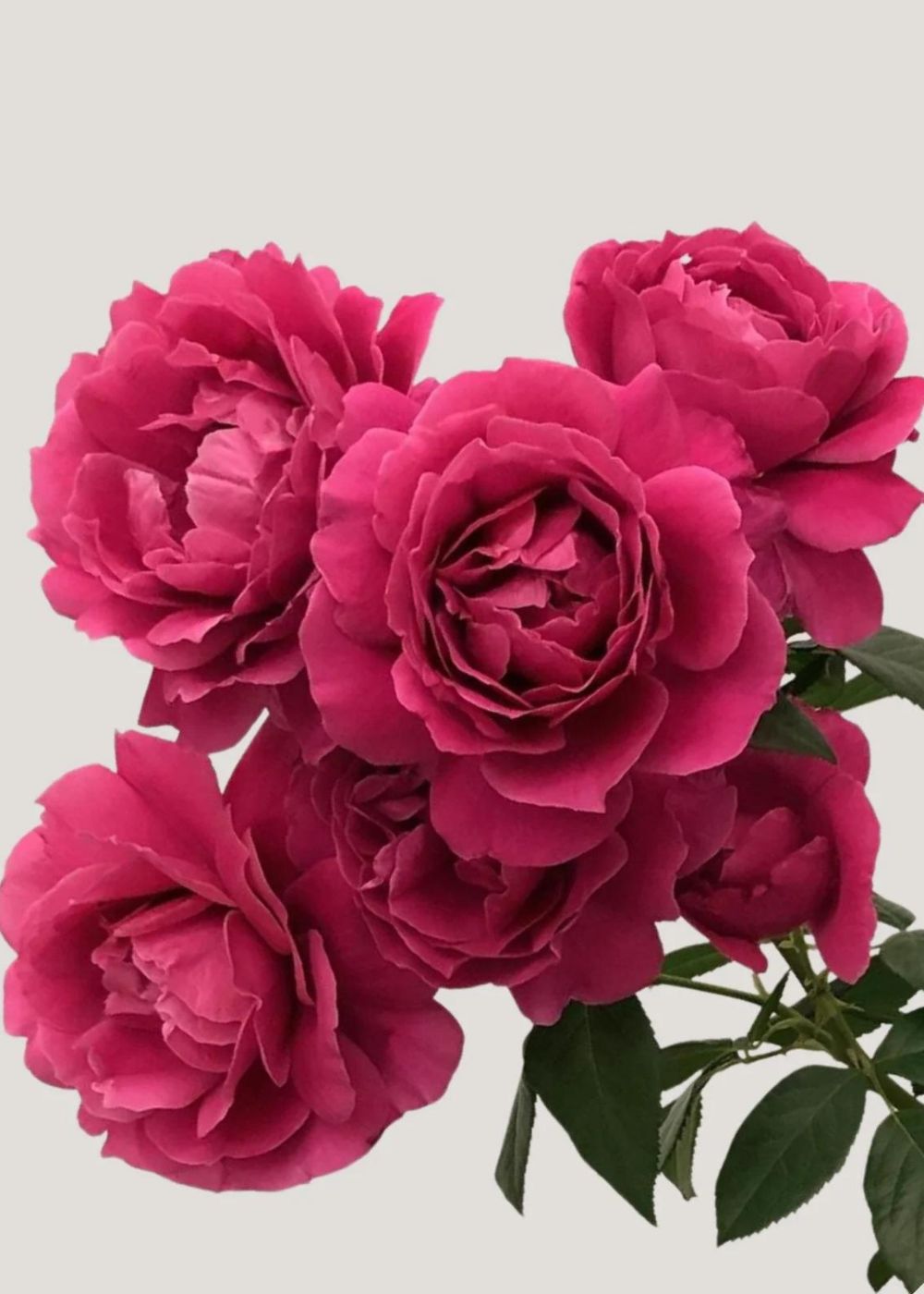 Pretty Lady Rose™ Bare Root - Menagerie Farm & Flower