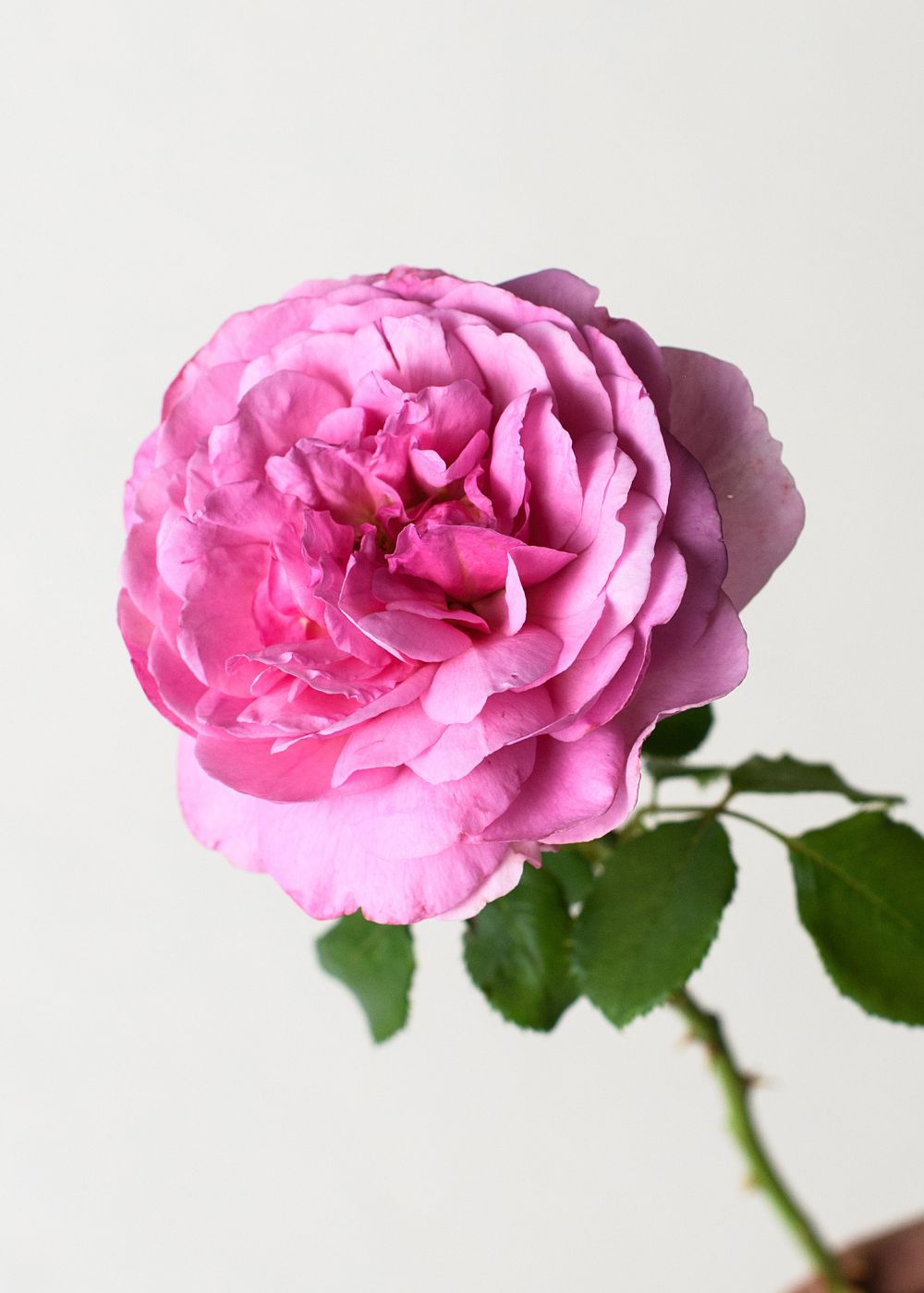 Princess Alexandra of Kent Rose Potted - Menagerie Farm & Flower