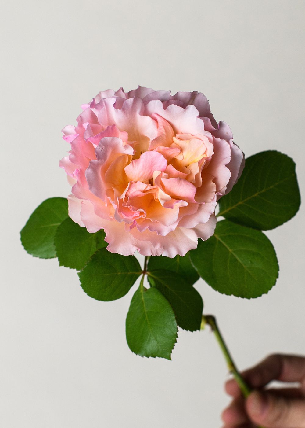 Princesse Charlene de Monaco® Rose Bare Root - Menagerie Farm &amp; Flower