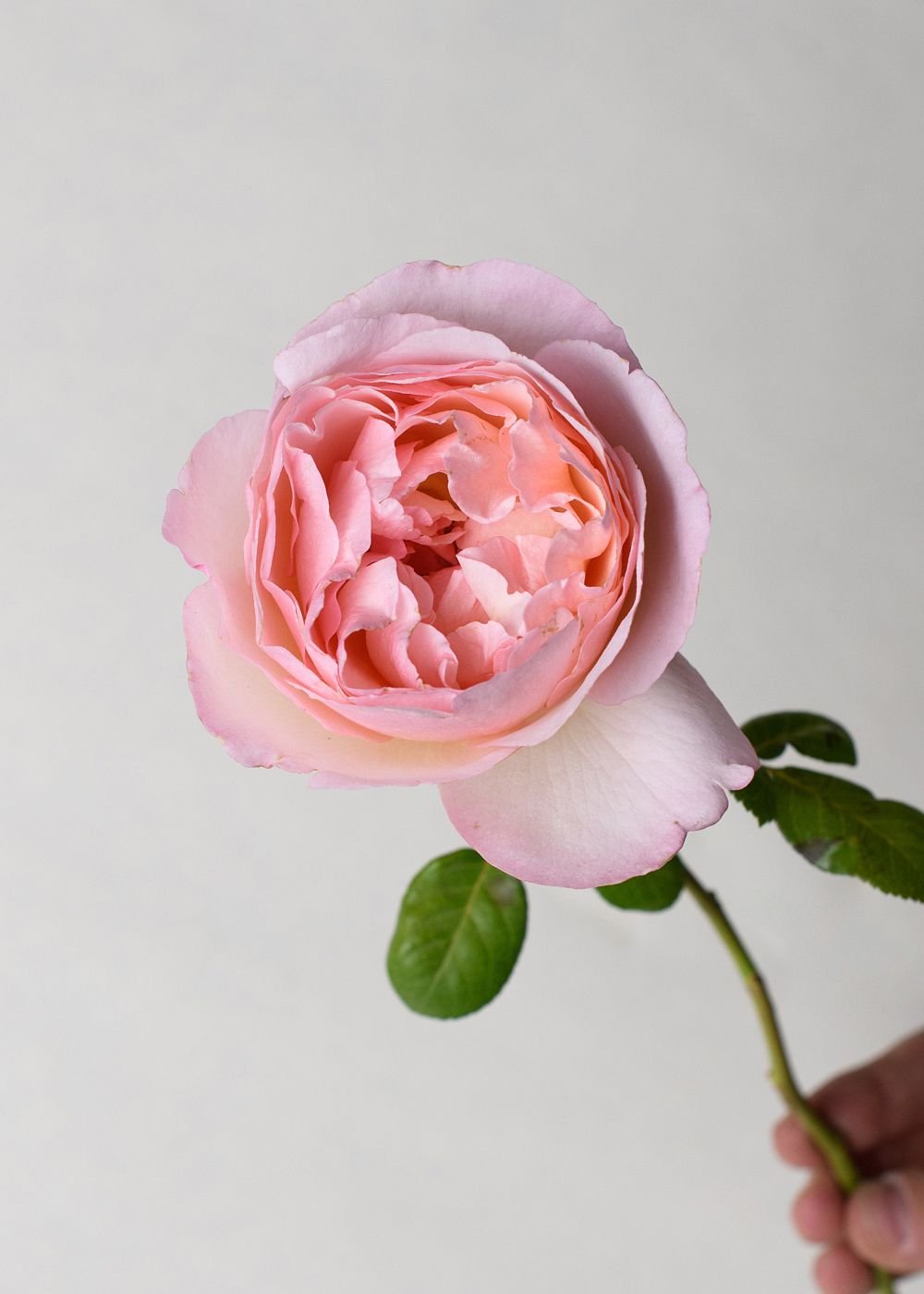 Princesse Charlene de Monaco® Rose Bare Root - Menagerie Farm & Flower