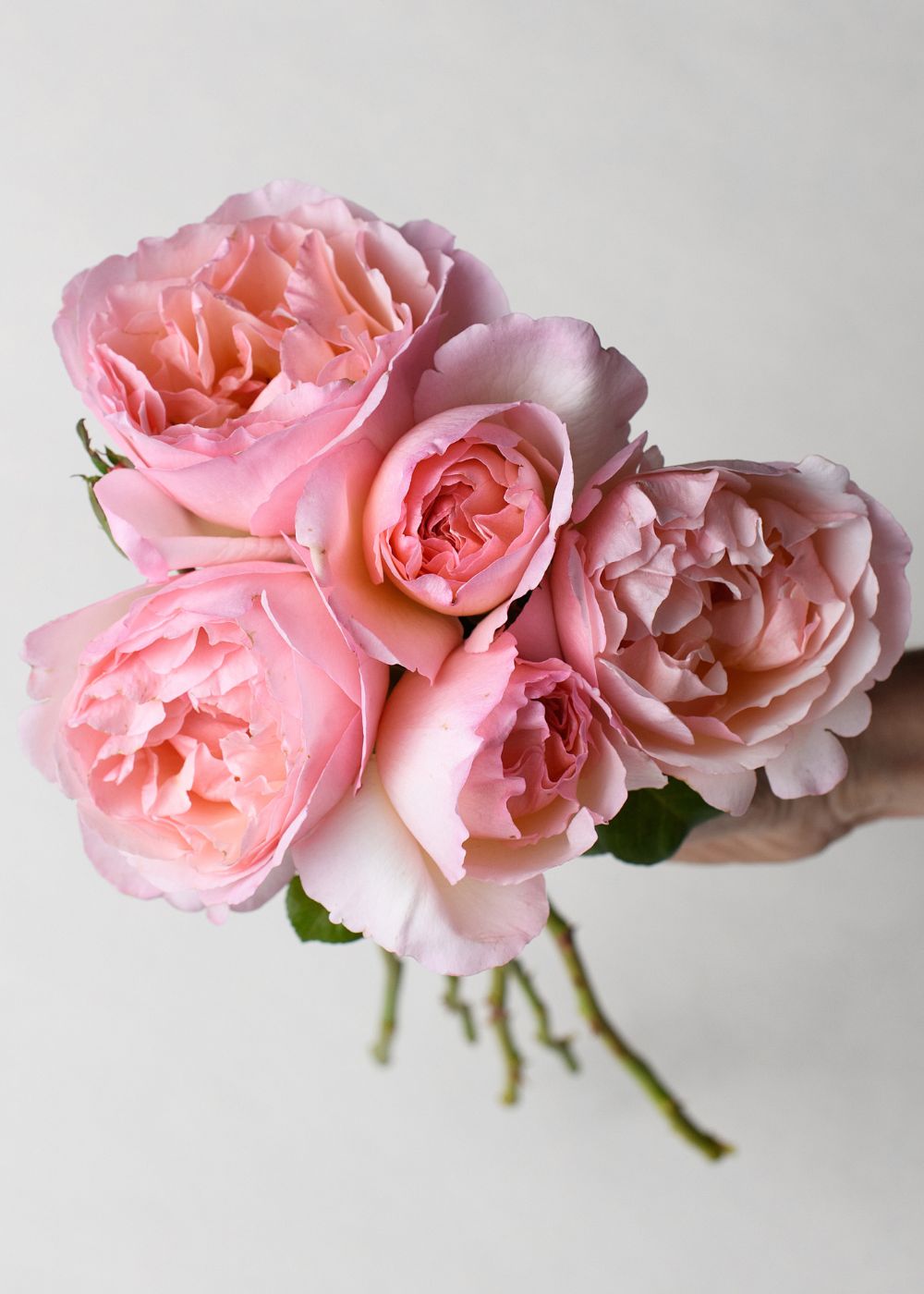 Princesse Charlene de Monaco® Rose Bare Root - Menagerie Farm &amp; Flower