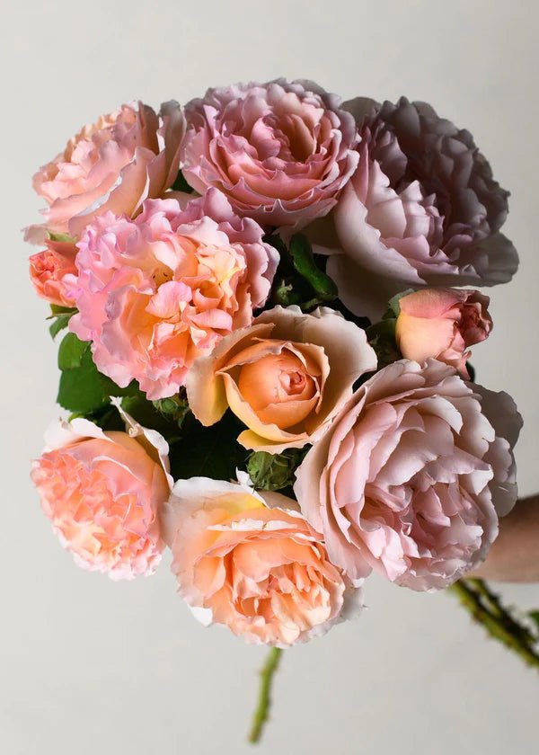 Princesse Charlene de Monaco® Rose Potted - Menagerie Farm &amp; Flower