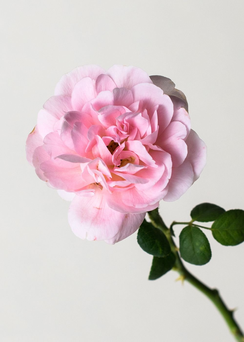 Queen Of Sweden Bare Root Rose (Archived) - Menagerie Farm & Flower