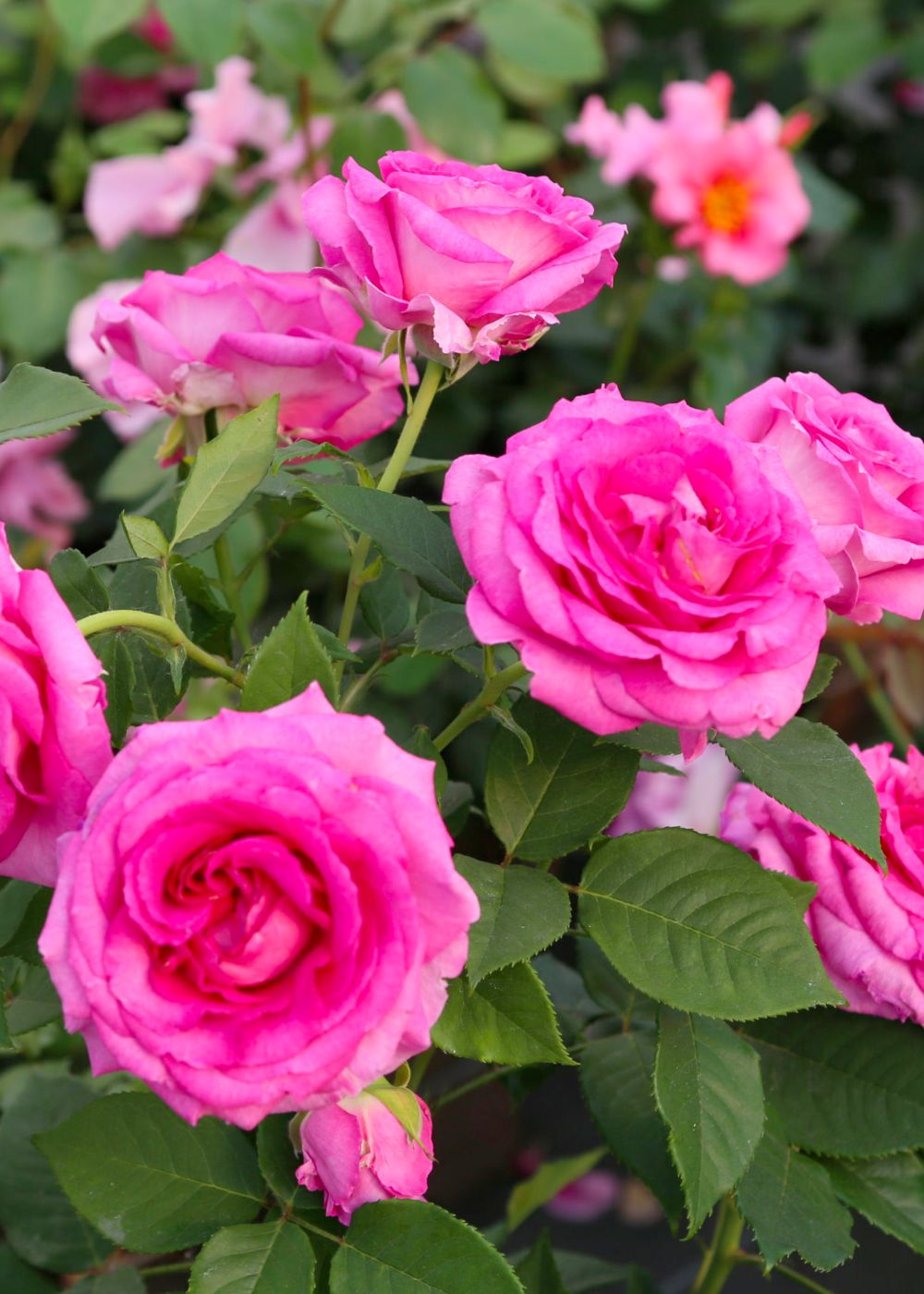 Raspberry Cupcake™ Rose Potted - Menagerie Farm & Flower