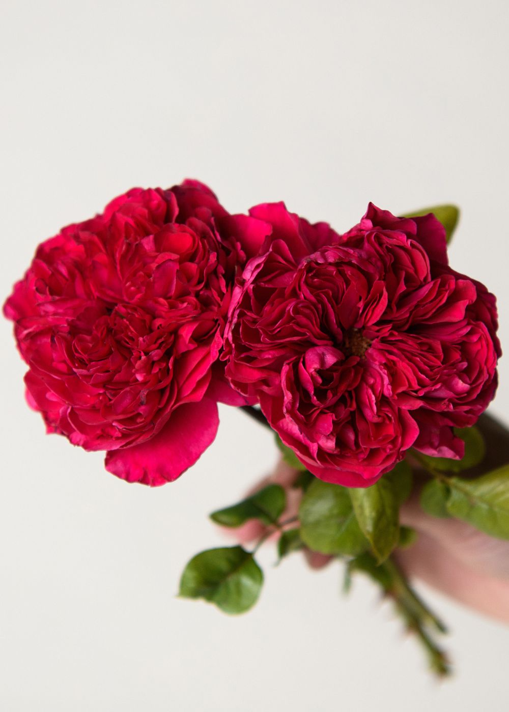 Rouge Royale™ Rose Bare Root - Menagerie Farm & Flower