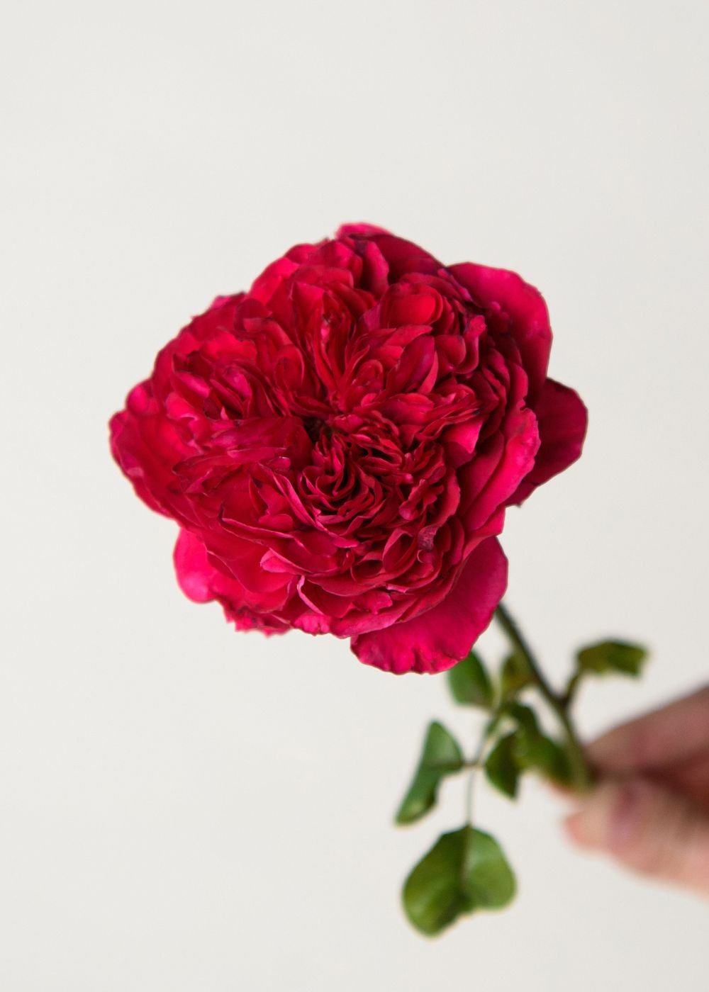 Rouge Royale™ Rose Bare Root - Menagerie Farm &amp; Flower