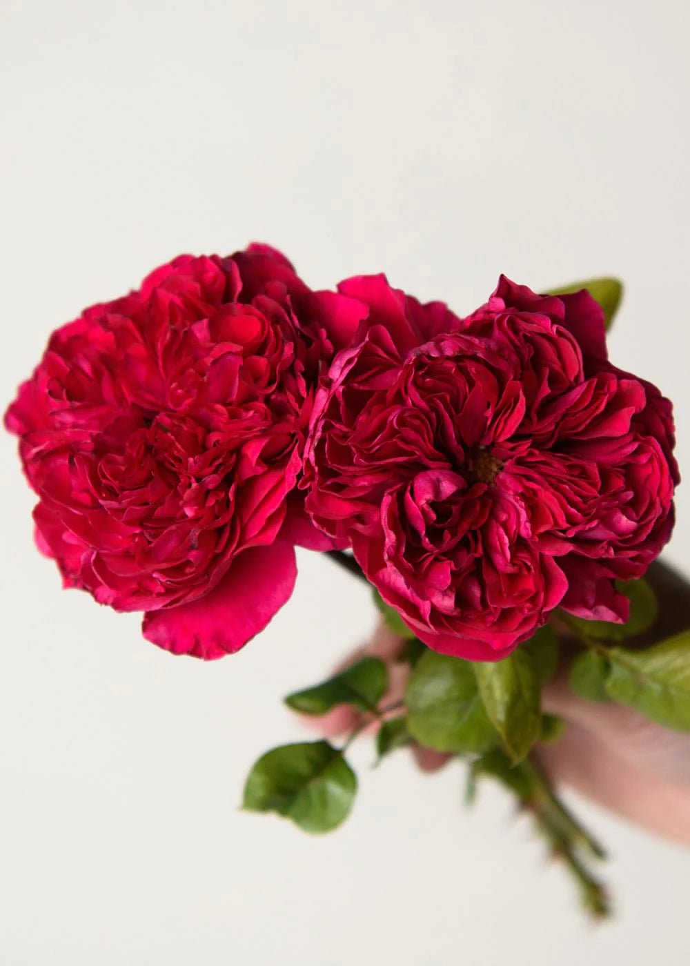 Rouge Royale™ Rose Potted (Archived) - Menagerie Farm & Flower