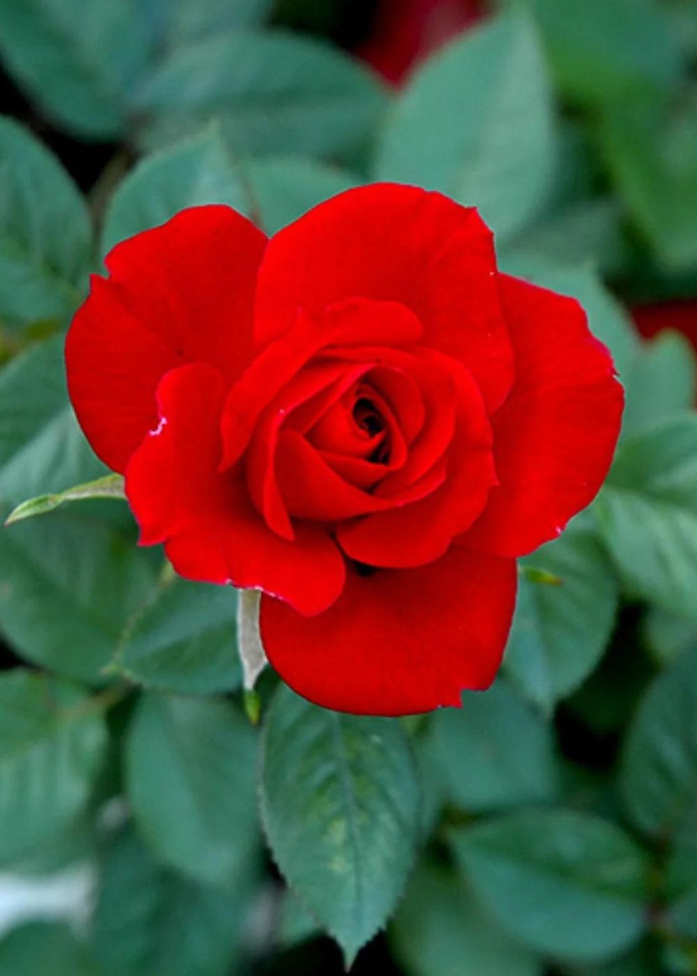 Ruby Red™ Rose Bare Root - Menagerie Farm &amp; Flower