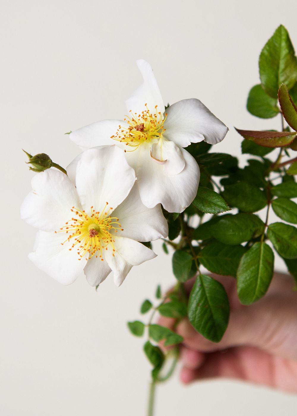 Sally Holmes Climbing Rose Bare Root - Menagerie Farm &amp; Flower