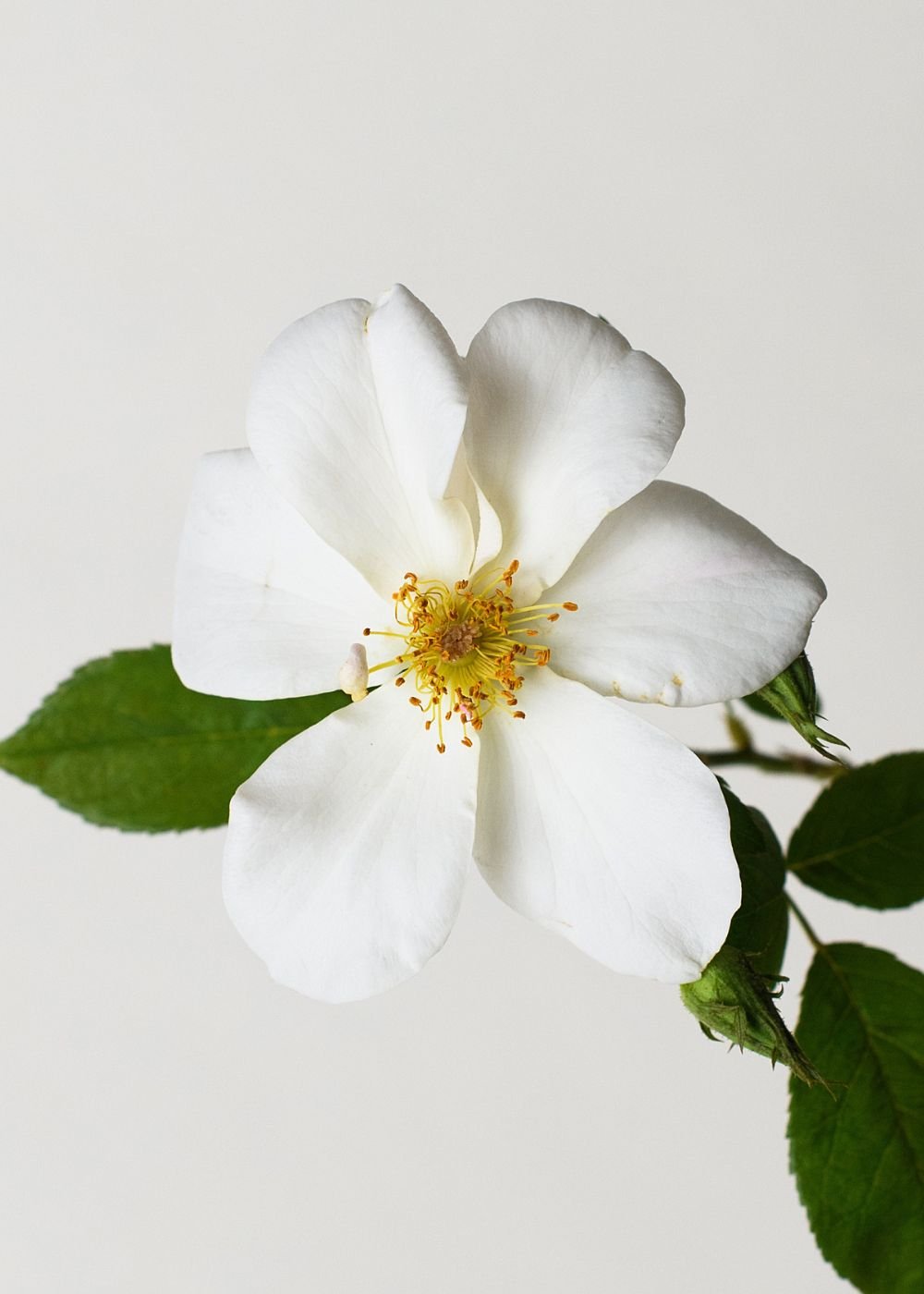 Sally Holmes Climbing Rose Bare Root - Menagerie Farm &amp; Flower